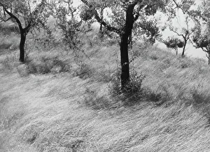 Olive Trees Landscape Stampe: Olive trees