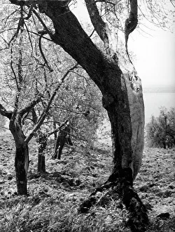 Tree Branch Photography Stampe: Passignano