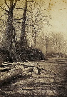 Tree Silhouette Photography Stampe: Path in a forest