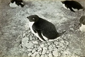 Polar Regions Wildlife Stampe: A penguin