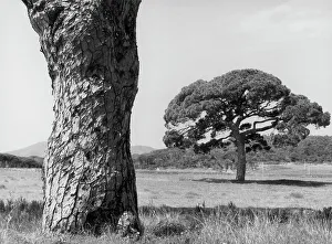 Pineta Print, Late 19th Century Photograph