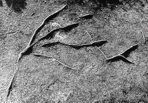 Vegetable Kingdom Elements Stampe: Roots of a tree
