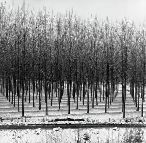 Print of Trees Amidst Snow