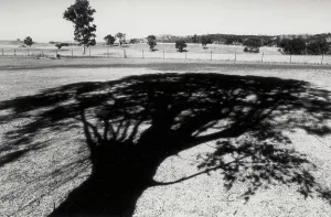 Tree Silhouette Stampe: Shadow of a tree