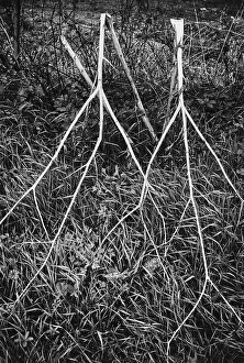 Nature Mood Images Stampe: Shrubbery