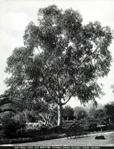 Succulent Plant Species Stampe: Specimen of the Eucalyptus globulus (Eucalyptus), in the Maritime Alps in France