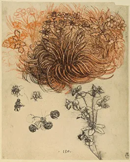 Botanical Illustrations Europe Stampe: Study of herbaceous plants
