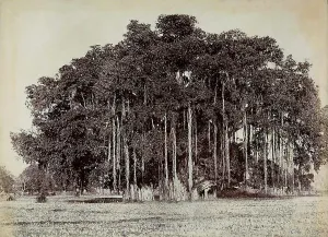 Botanical Images Stampe: A sycamore tree
