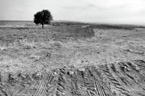 Farmland Landscape Photos Stampe: Tree on a bare soil
