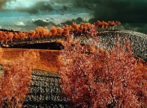Countryside Landscape Stampe: Tree and fields