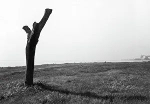 Tree Trunk Photography Stampe: Tree trunk