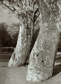 Seasonal Landscape Photography Stampe: Tree trunks in a park