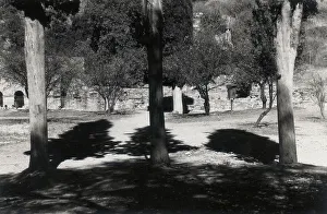 Tree Silhouette Photography Stampe: Trees with shadows