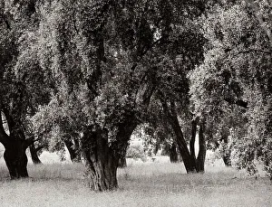 Landscape Photography Of Trees Stampe: Trees in spring