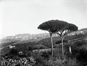 Pine Tree Landscape Photo Stampe: View of Agrigento