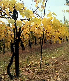 Farming Landscape Photography Stampe: View of a vineyard