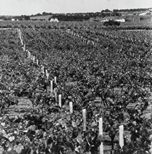 Italian Vineyards Stampe: Vineyard