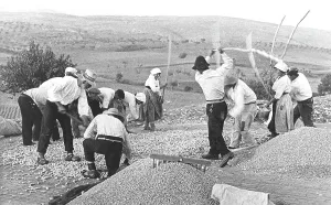 Country Life Scene Stampe: Wheat threshing