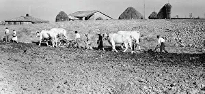 Rural Village Scene Stampe: Working in the Sienese fields