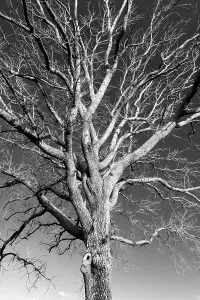 Albero nudo.