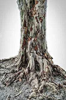 Close Up Tree Bark Stampe: Close up of texture on a tree