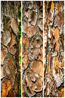 Tree Trunk Details Stampe: Close-up of the texture of a tree