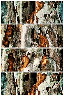 Artistic Nature Photography Stampe: Closeup of tree with sections showing its texture