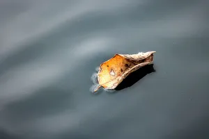 Autumn Leaf Stampe: Leaf floating on water