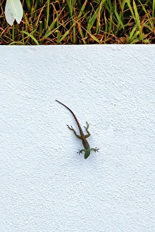 Green Lizards In Nature Stampe: Lizard on white background