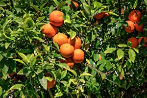 Colourful Leaves Stampe: Orange tree