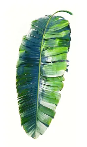 Palm Leaf Close Up Stampe: Palm leaf