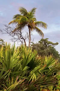 Beachfront Palm Trees Stampe: Palm tree