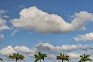Cloud Formations In Nature Stampe: Palm trees and clouds