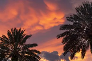 Palm Trees At Sunset Stampe: Palm trees with dramatic sky
