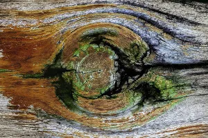 Wood Grain Pattern Stampe: Pattern in wood