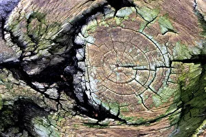 Disegno in legno.