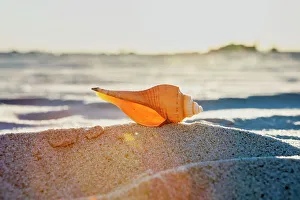 North America Ocean Views Stampe: Seashell