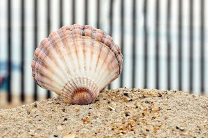 Aprile Stampe: Conchiglia di mare sulla spiaggia.