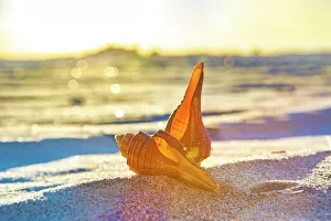 Beach Scene Stampe: Seashells