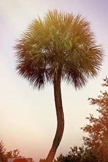 Tropical Plant Decoration Stampe: Single Palm Tree