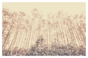 American Landscape Images Stampe: Trees from a forest