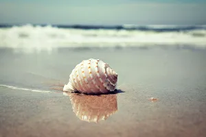 Beach Scene Stampe: Waves and shell on beach