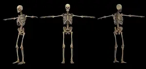 Human Skeletal System Stampe: 3D rendering of human skeletal system at different angles