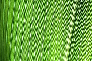 Macro Leaf Photography Stampe: Abstract Macro Detail of a Leaf