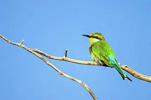 Stampe di Africano calabrone mangiatore (Merops apiaster), Sudafrica, Africa Mangiatori Di Api Stampe: Africano beccuccia (Merops apiaster), Sudafrica, Africa.