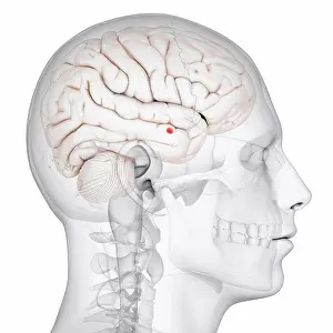 Limbic System Anatomy Stampe: Amygdala of the brain, computer artwork