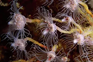 Sea Creature Photography Stampe: Anemone