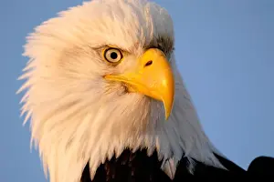 Haliaeetus Leucocephalus Stampe: Bald Eagle
