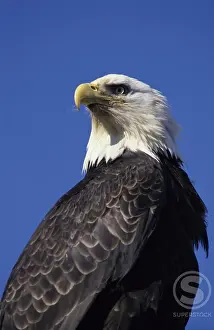 American Bald Eagle Stampe: Bald Eagle