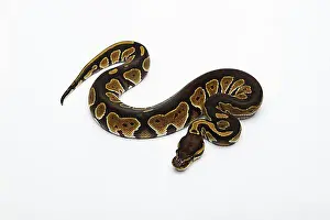 Stampe di Pitone a testa nera doppio Het albino fantasma pallina o pitone reale (Python regius), femmina Pitone Palla Stampe: Pitone a testa nera doppia Het albino fantasma (Ball Python o Pitone reale)
